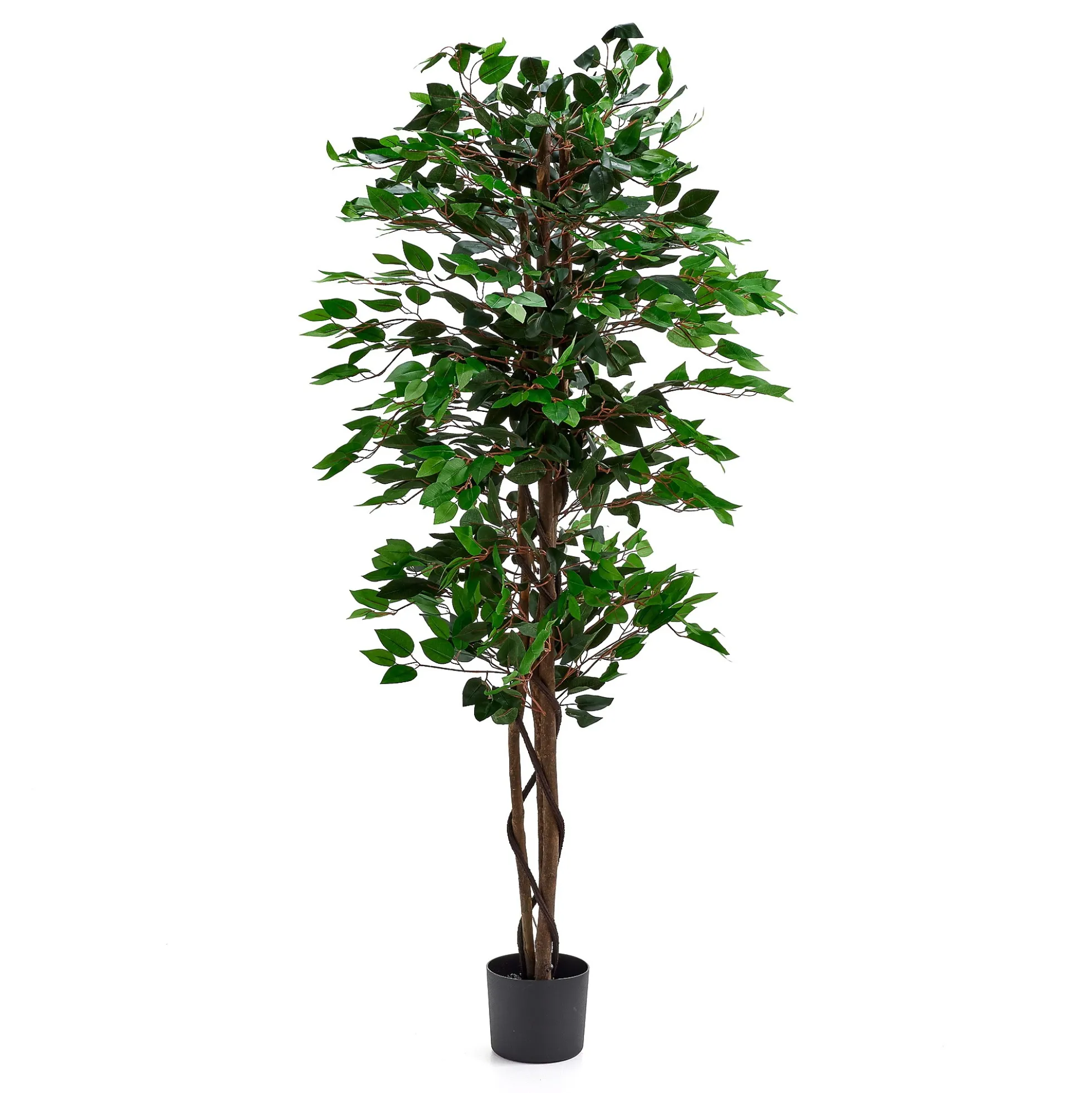 Tekokasvi EVERGREEN Ficus Benjamin, 1600 mm, 1 kpl/pk
