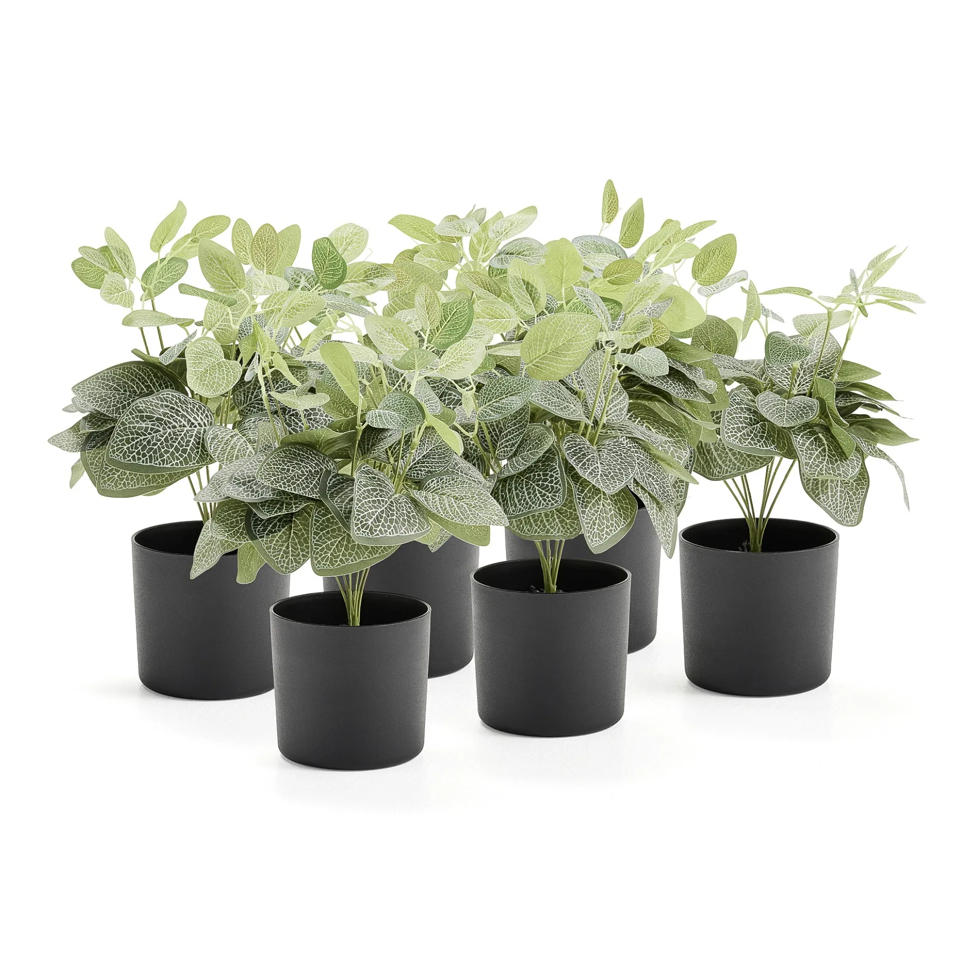 Tekokasvi EVERGREEN Fittonia, 380 mm, 6 kpl/pk
